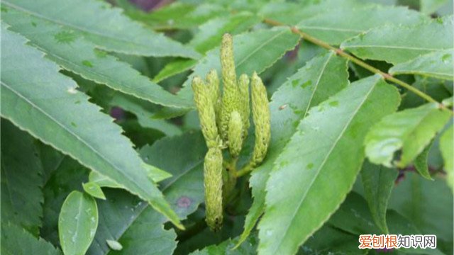 化香树是保护树种吗 化香树怎么养