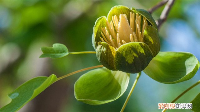 鹅掌楸怎么扦插繁殖 鹅掌楸怎么扦插