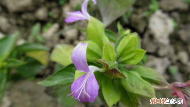 九头狮子草长什么样 九头狮子草怎么繁殖