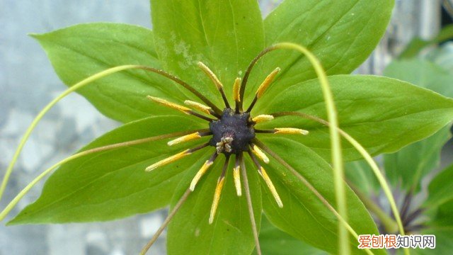 七叶一枝花和七叶一枝花区别 七叶一枝花怎么辨别