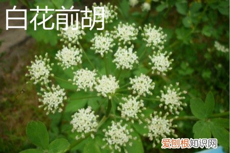 白花前胡和毛前胡的区别