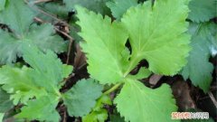 豚鸭怎么繁殖 鸭儿芹怎么繁殖