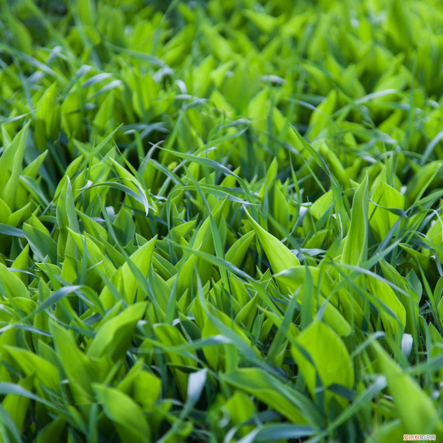 铃兰的生长环境和温度 铃兰对土壤的要求，其他养护因素有哪些