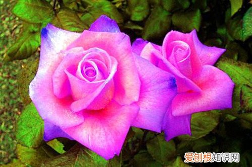 送12朵玫瑰花代表什么送女朋友几朵玫瑰花好