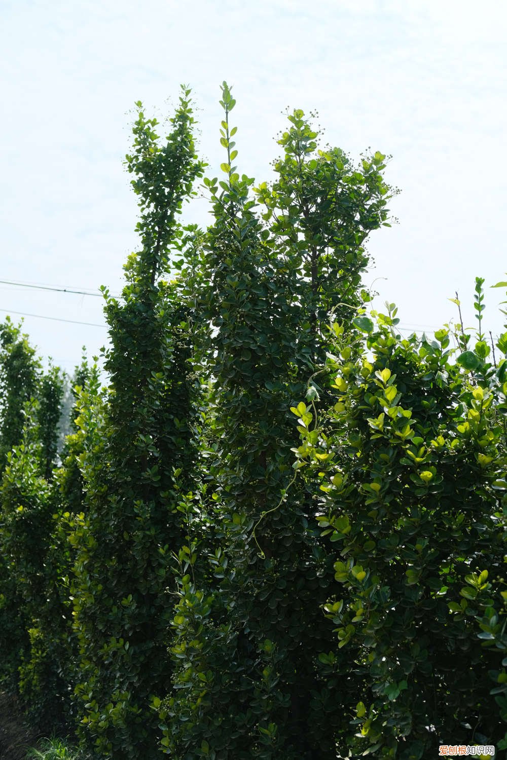 珍珠米叶黄杨怎么养 黄杨怎么养