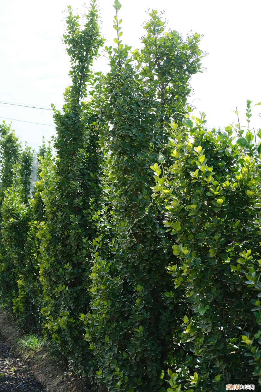 珍珠米叶黄杨怎么养 黄杨怎么养