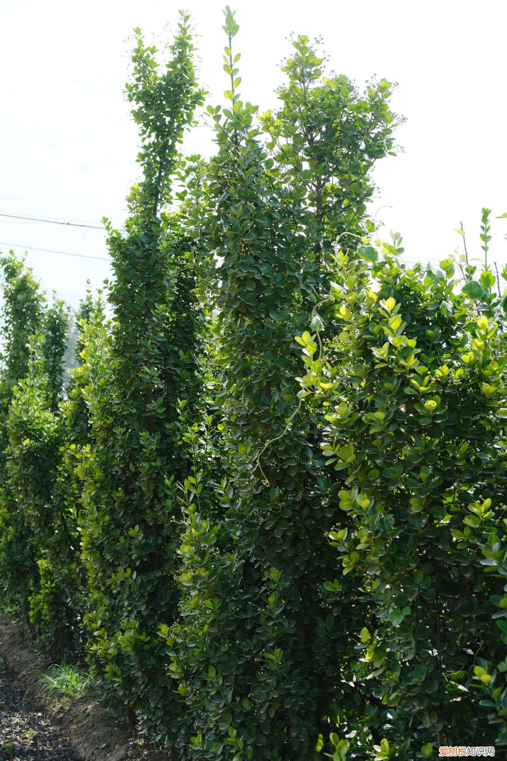 黄杨怎么造型的值钱 黄杨怎么造型