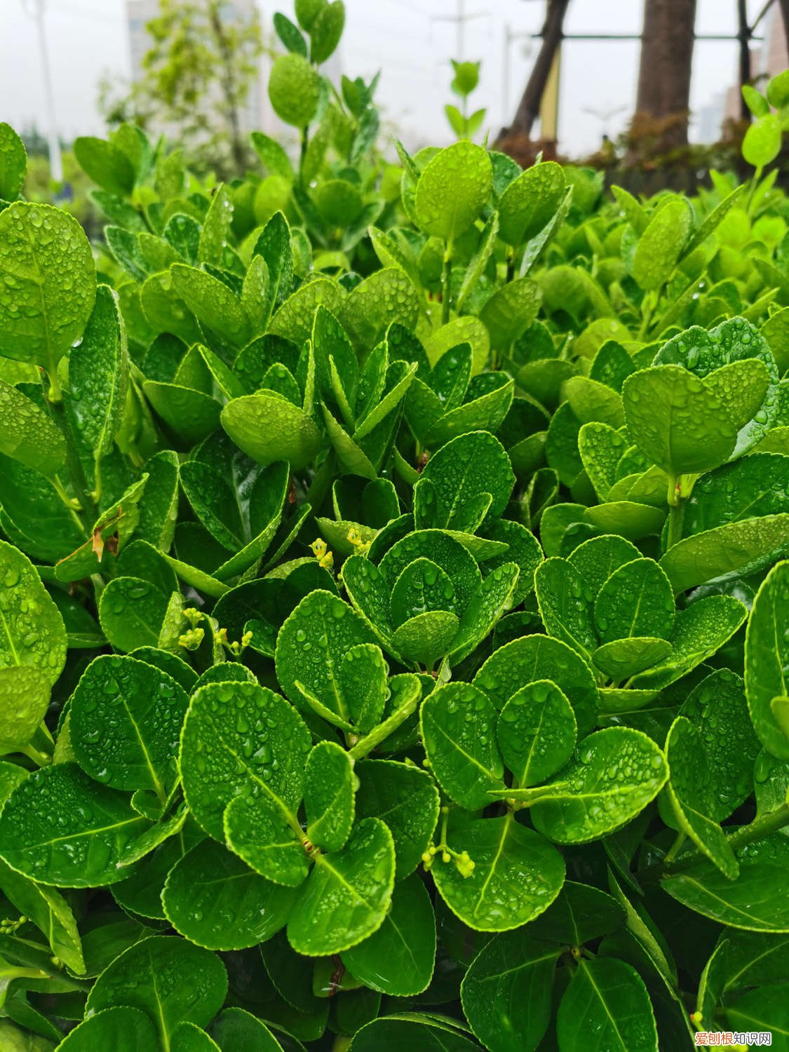 黄杨怎么浇水视频教程 黄杨怎么浇水