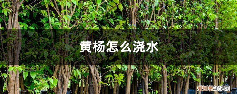 黄杨怎么浇水视频教程 黄杨怎么浇水