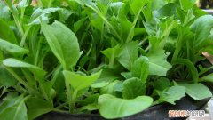 小青菜怎么种好 小青菜怎么种