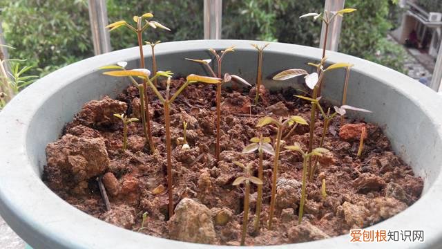 桂圆怎么种植水培 桂圆怎么种