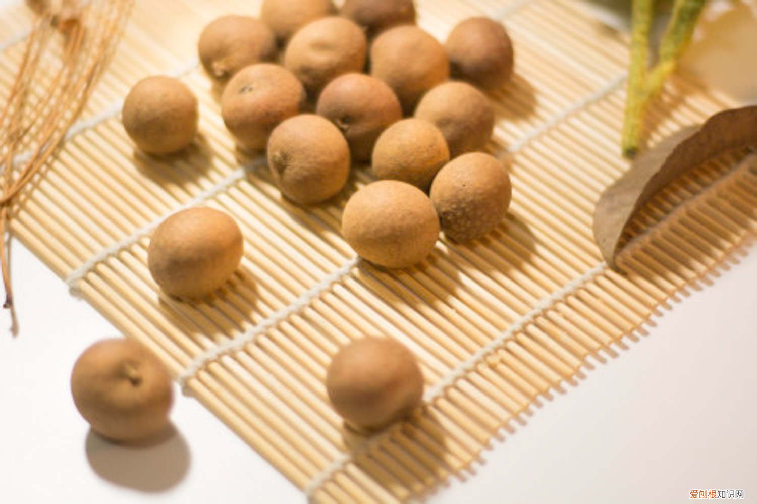 桂圆怎么种植水培 桂圆怎么种