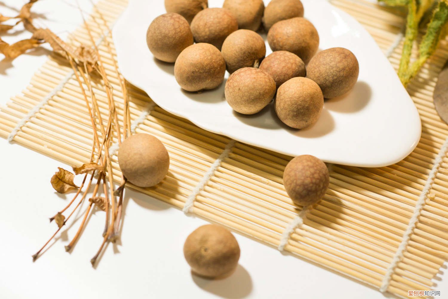 桂圆怎么种植水培 桂圆怎么种