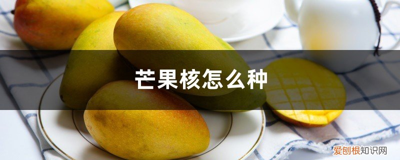 芒果核怎么种出芒果吗 芒果核怎么种