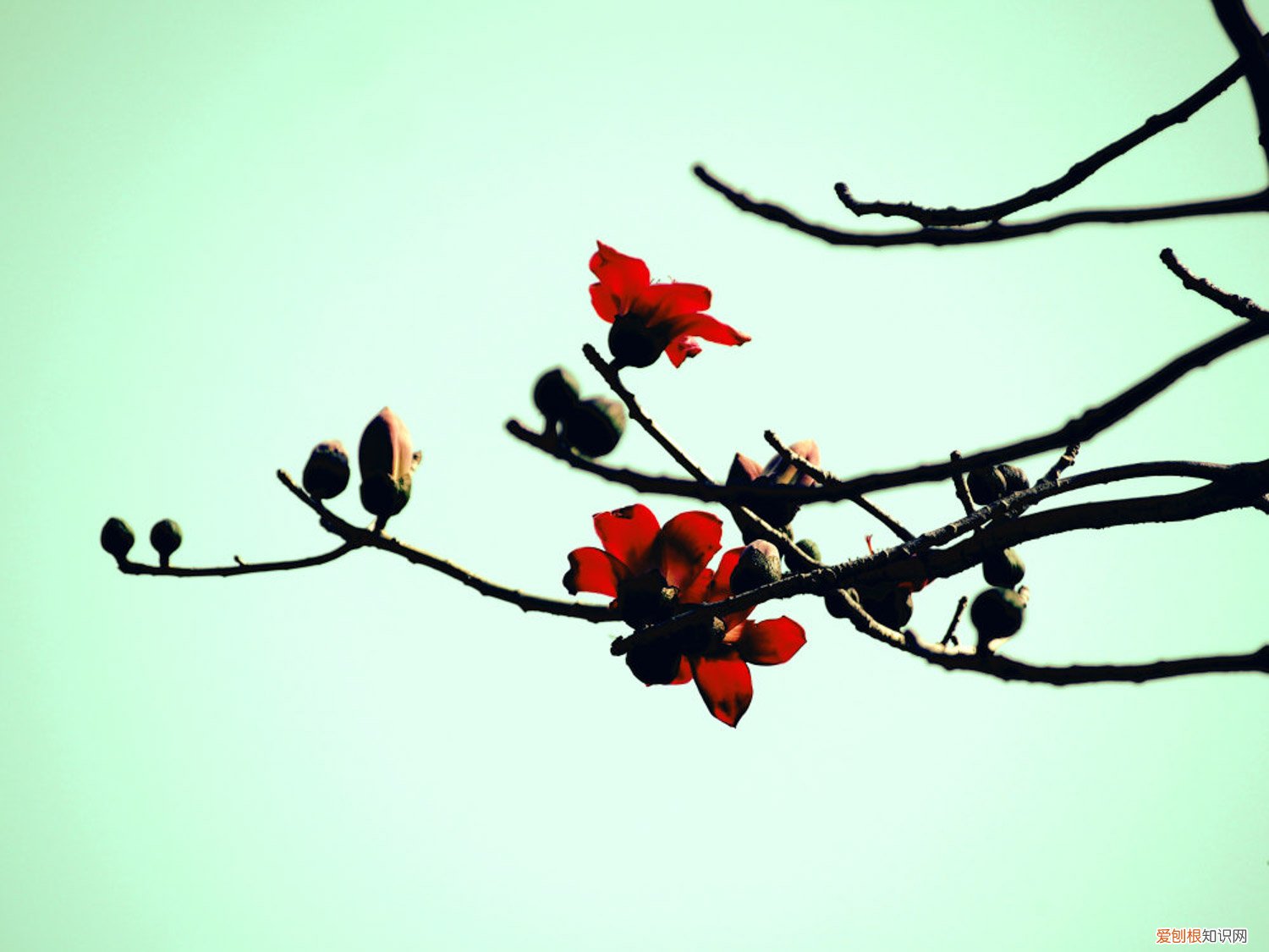 木棉扦插方法,扦插苗要多久开花呢 木棉扦插方法,扦插苗要多久开花