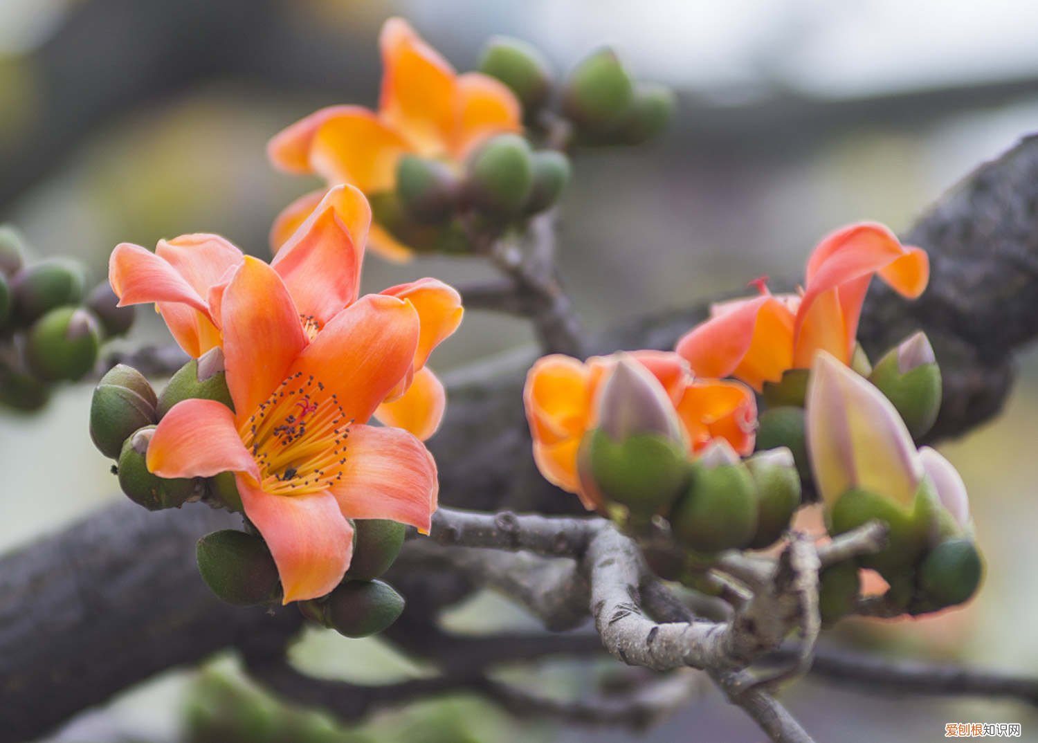 木棉扦插方法,扦插苗要多久开花呢 木棉扦插方法,扦插苗要多久开花