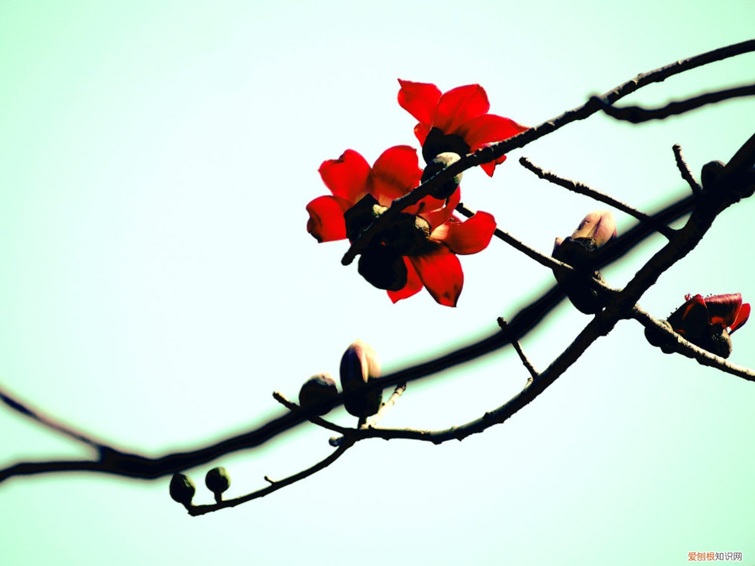 木棉木有什么用途 家里如何养木棉，家里种有什么寓意吗