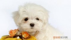 幼犬一天拉几次便正常 幼犬正常一天拉2次便