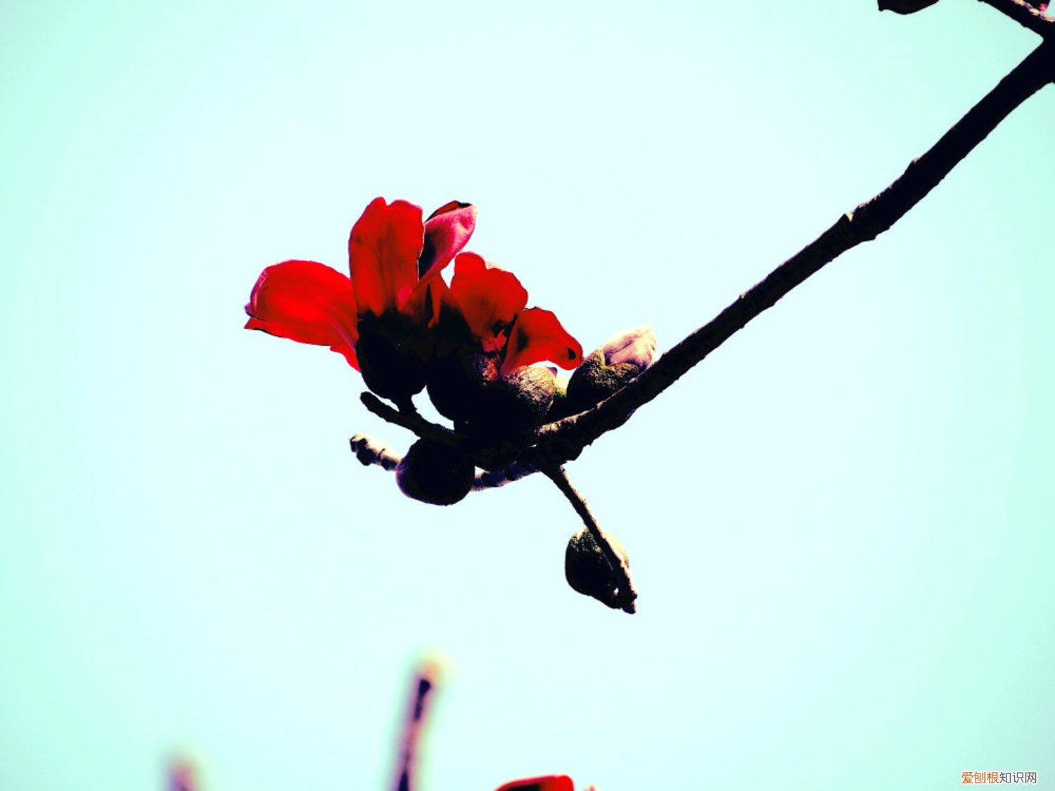 木棉怎么种植 木棉的养殖方法和注意事项，适合种在什么地方