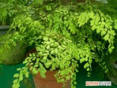 铁线蕨如何养殖 铁线蕨有什么功效