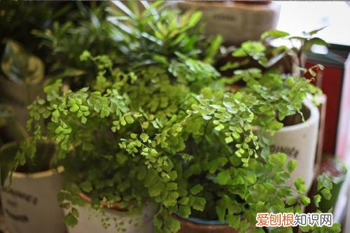 铁线蕨如何养殖 铁线蕨有什么功效