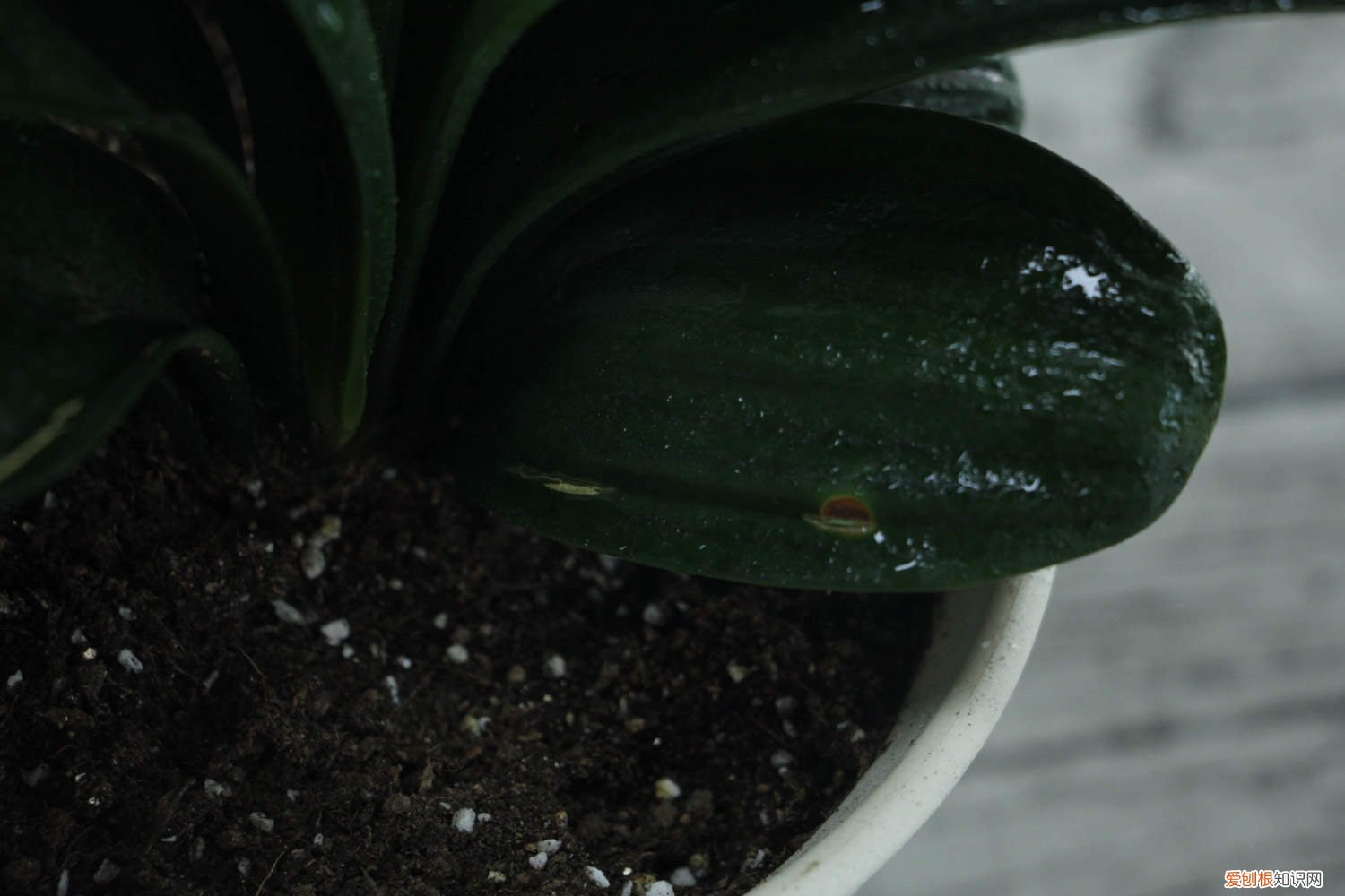 君子兰种子怎么种植视频 君子兰种子怎么种