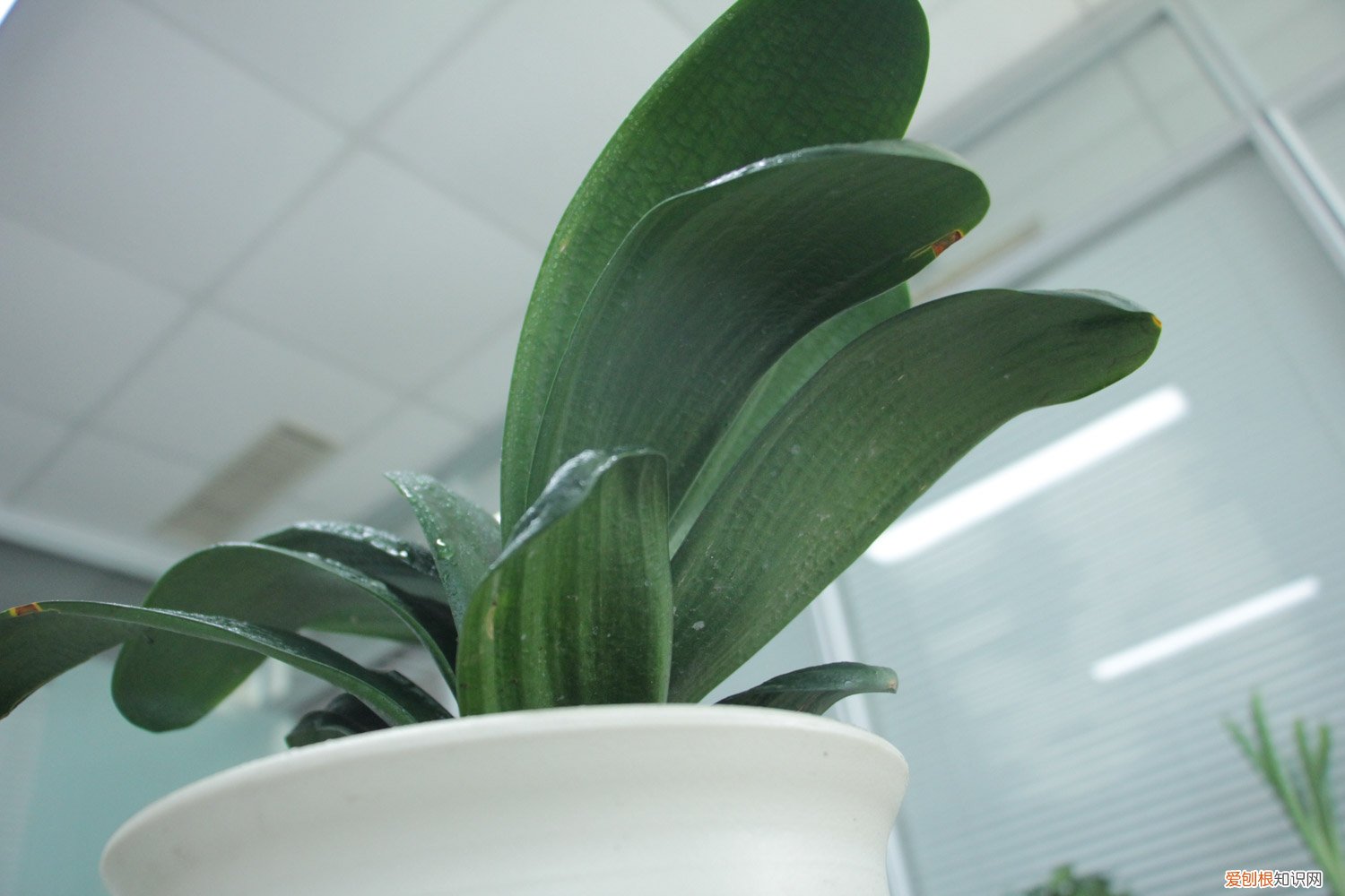 君子兰种子怎么种植视频 君子兰种子怎么种