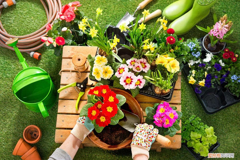 蓬蘽怎么种在花盆里 怎么种植蓬蘽