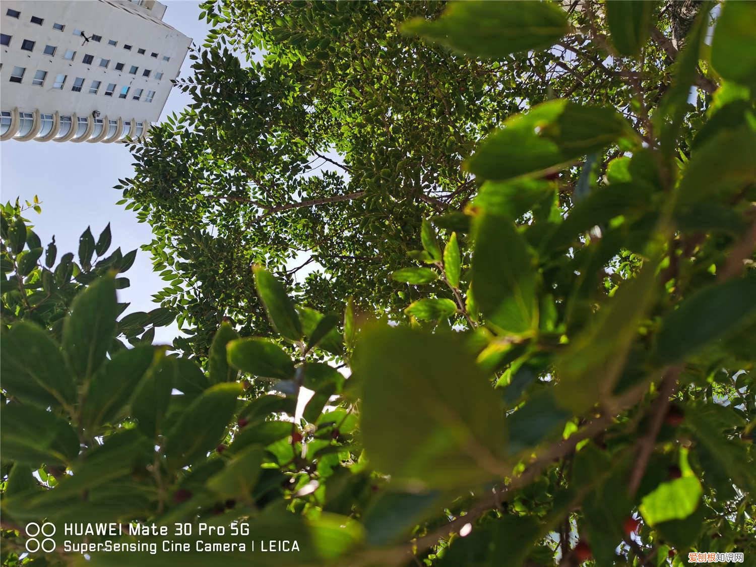 朴树如何繁殖扦插 朴树怎么繁殖