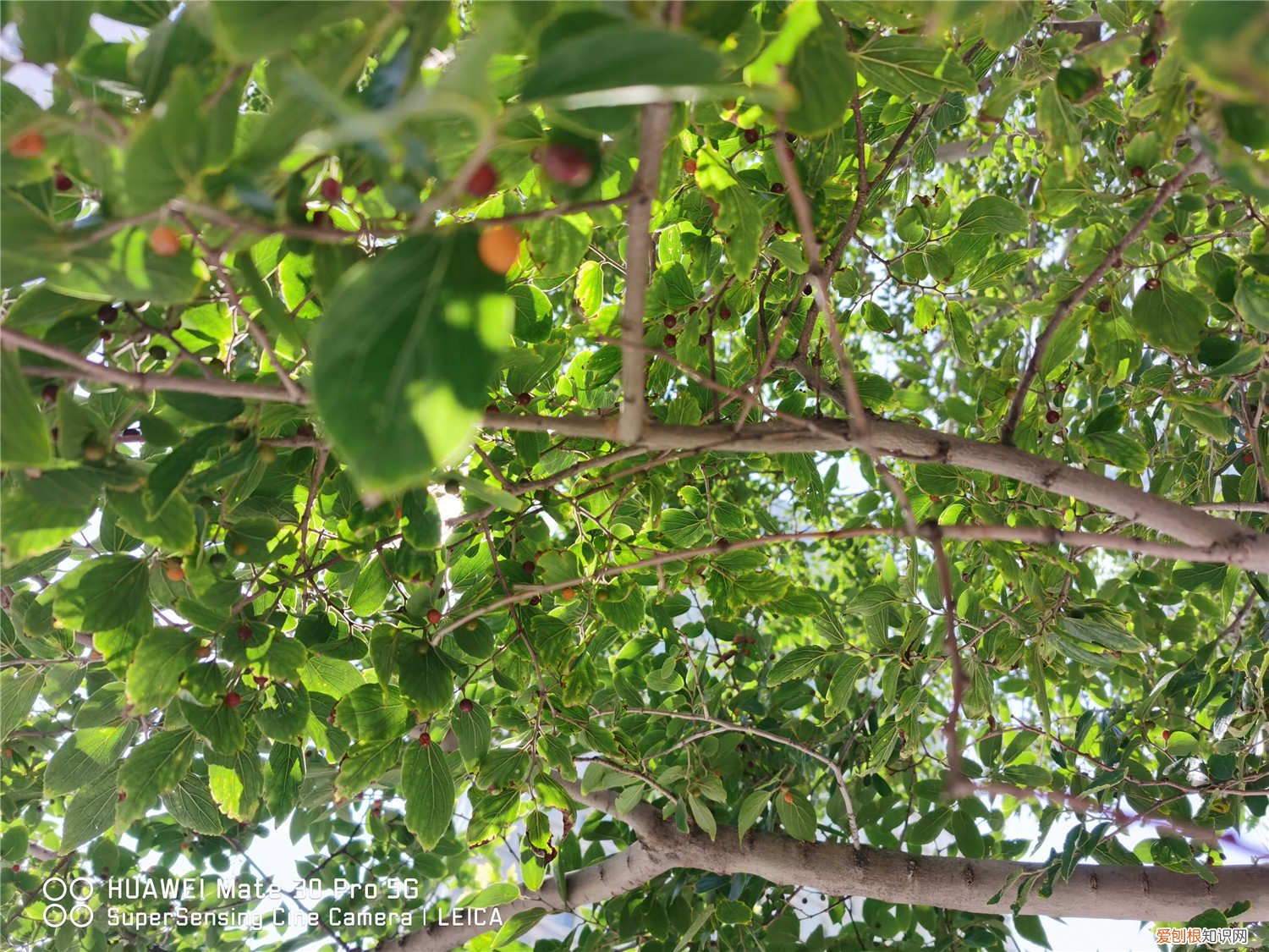 朴树如何繁殖扦插 朴树怎么繁殖