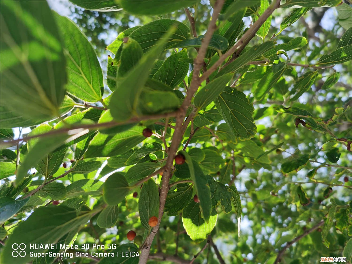 朴树如何繁殖扦插 朴树怎么繁殖