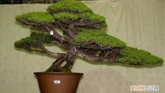 五针松冬季的养殖方法 金叶五针松的养殖方法