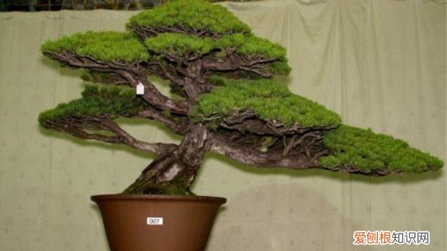 五针松冬季的养殖方法 金叶五针松的养殖方法