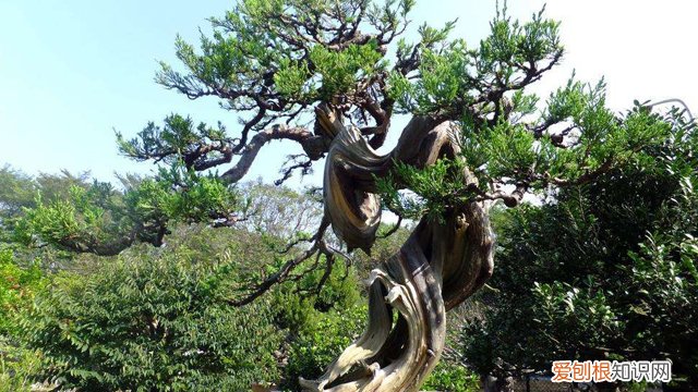 真柏怎么养 真柏的养殖方法