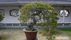 五针松好养吗 金叶五针松怎么养