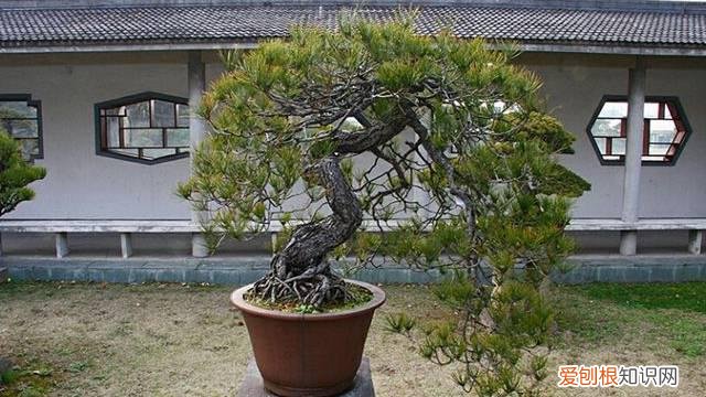 五针松好养吗 金叶五针松怎么养