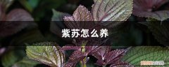 紫苏怎么养才能更旺盛 紫苏怎么养
