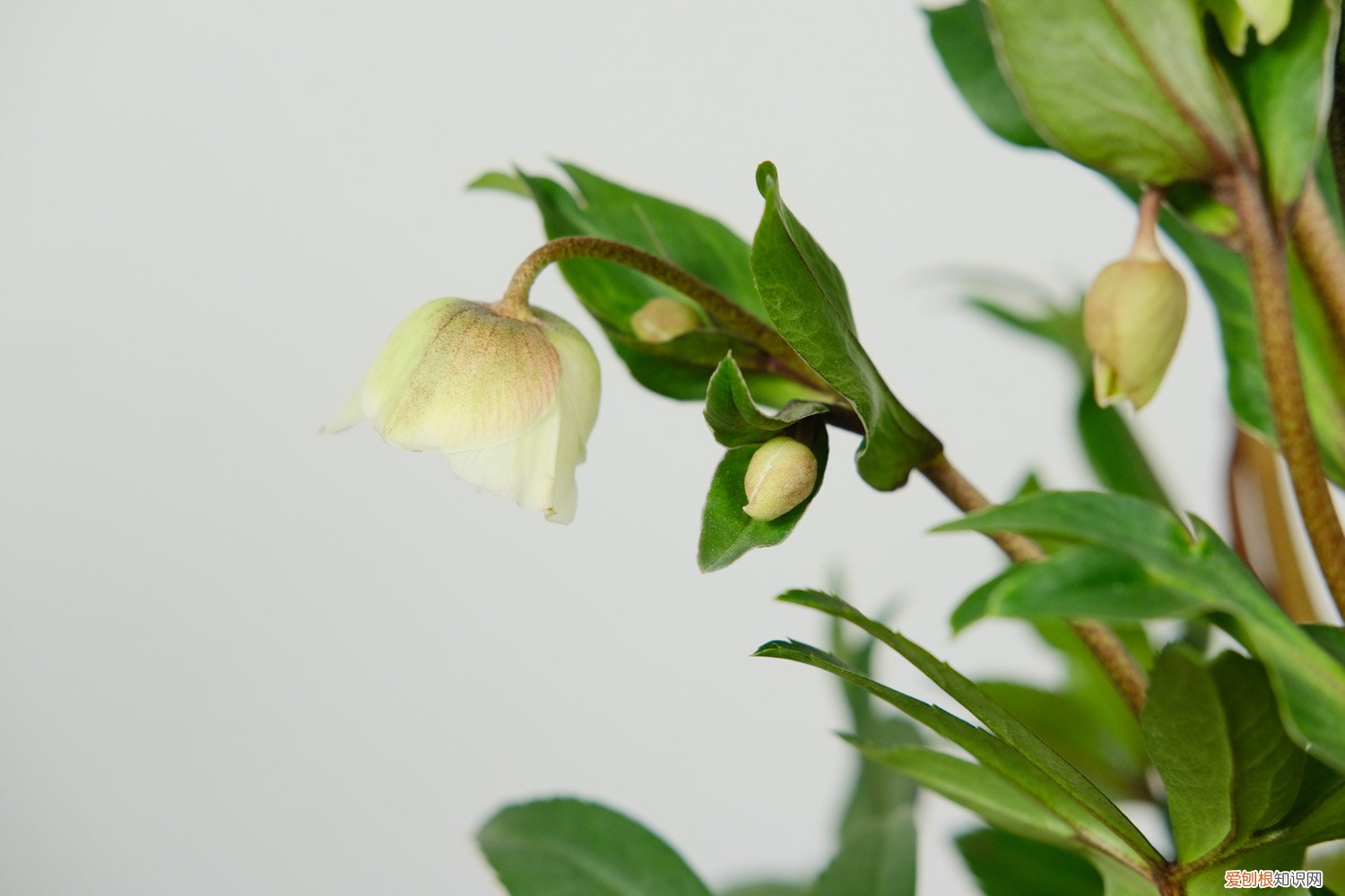 铁筷子养多久开花 铁筷子怎么养