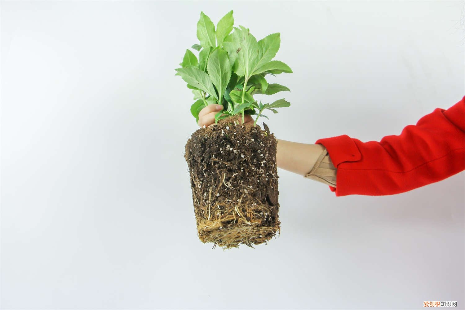 铁筷子养多久开花 铁筷子怎么养