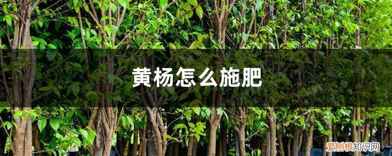 黄杨需要施肥吗?黄杨施肥技术要点 黄杨怎么施肥