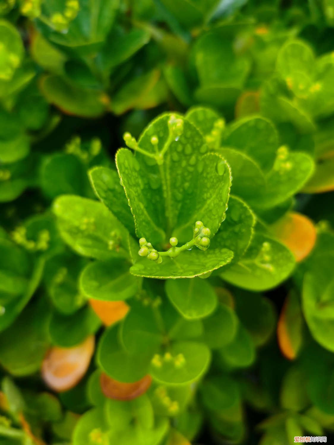 黄杨需要施肥吗?黄杨施肥技术要点 黄杨怎么施肥