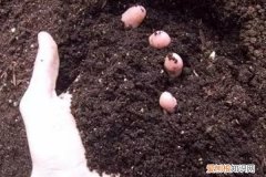 花盆里土壤板结严重改怎么松土 土壤板结真“愁人”，别铲也别浇水，学着这样换个盆！