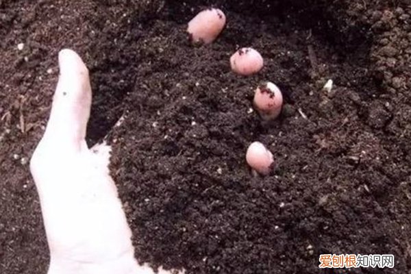 花盆里土壤板结严重改怎么松土 土壤板结真“愁人”，别铲也别浇水，学着这样换个盆！