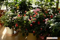 柳树枝泡水怎么用 柳枝难找不用怕，把“它”弄碎兑点水，扦插绿植照样发新芽