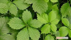 绞股蓝的栽培技术 绞股蓝怎么繁殖