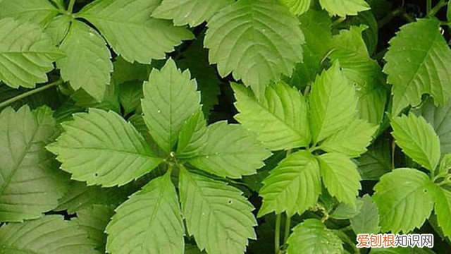 绞股蓝的栽培技术 绞股蓝怎么繁殖