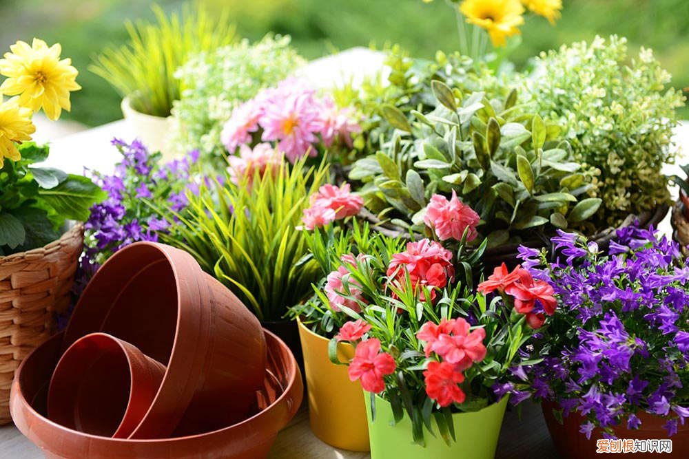 菲油果移栽 菲油果怎么养殖