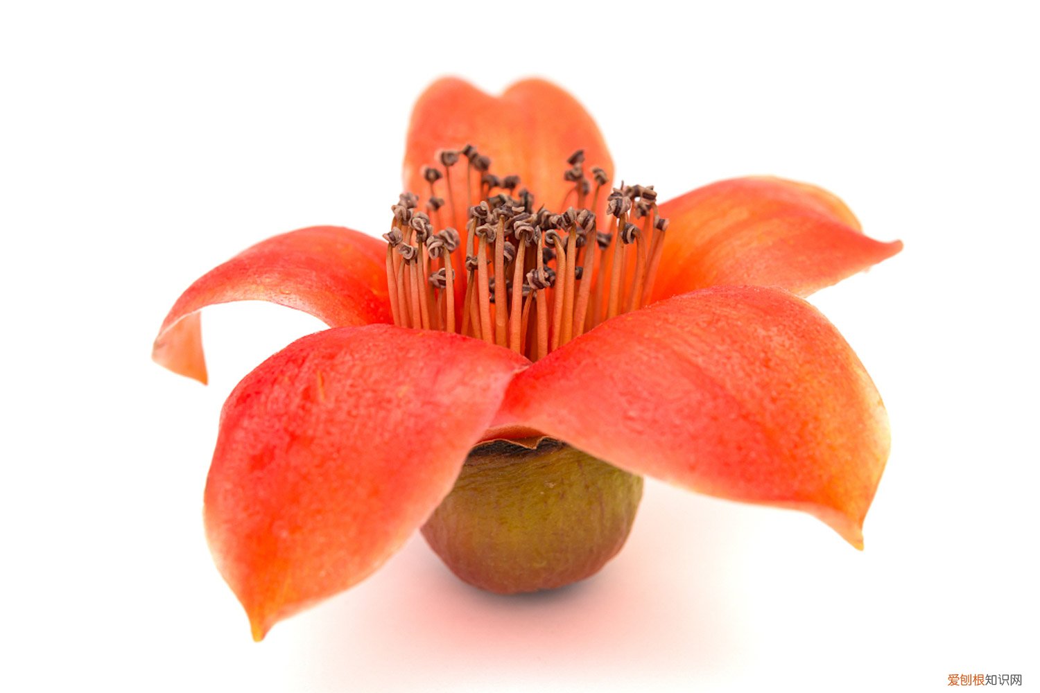 木棉花能盆栽吗 盆栽木棉花的养殖，几年开花