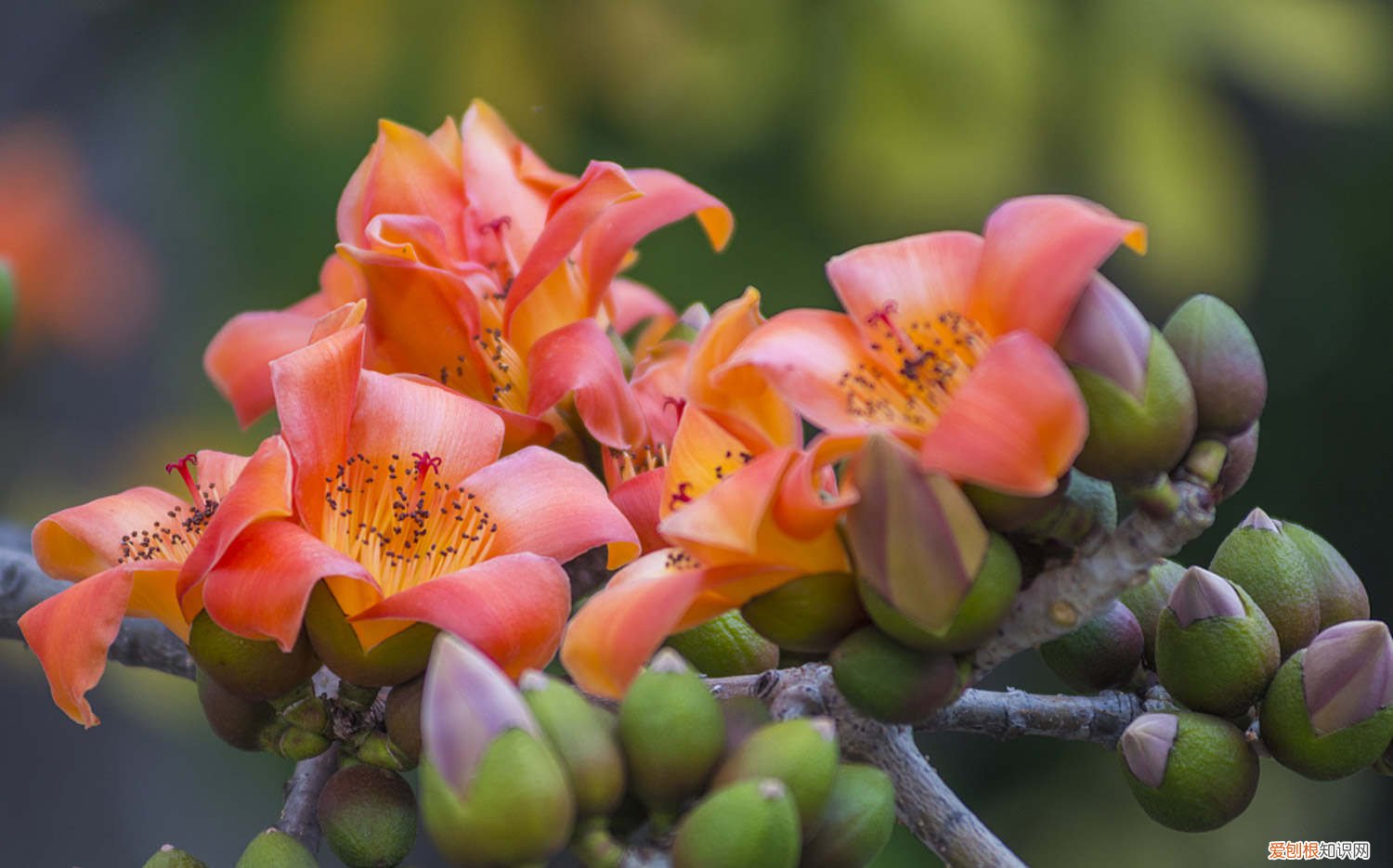 木棉花盆栽怎么养 盆栽木棉花怎么浇水，怎么种植