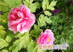 油用牡丹产的油有什么作用油用牡丹产的油能吃吗